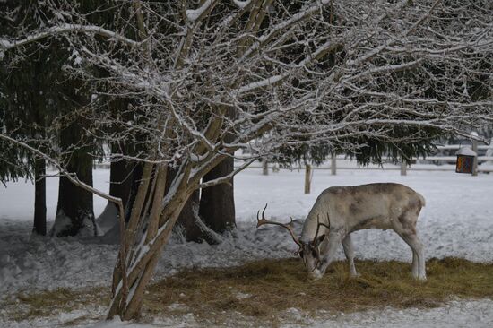 Russia Reindeer Farm