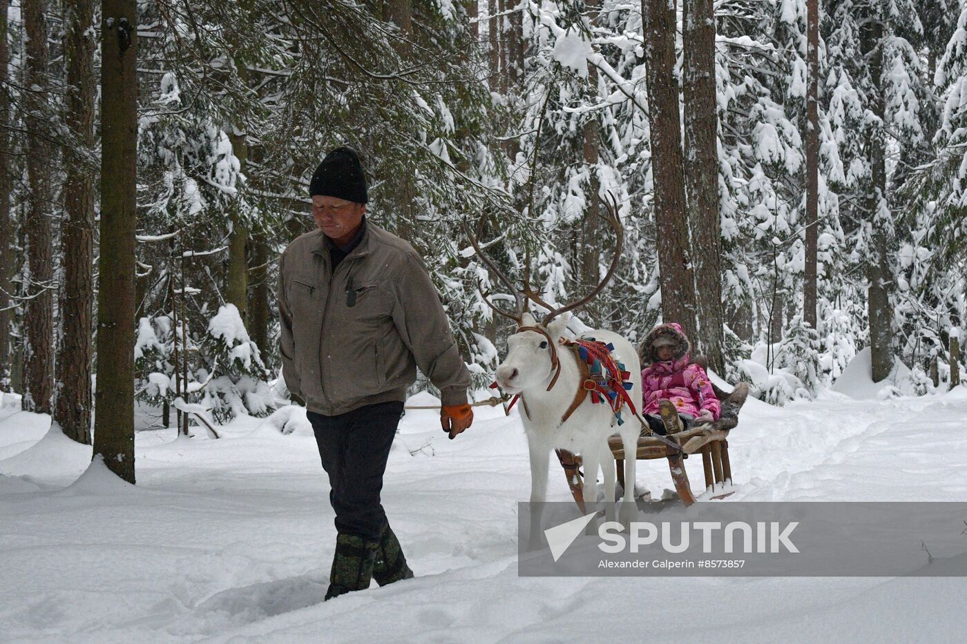 Russia Reindeer Farm