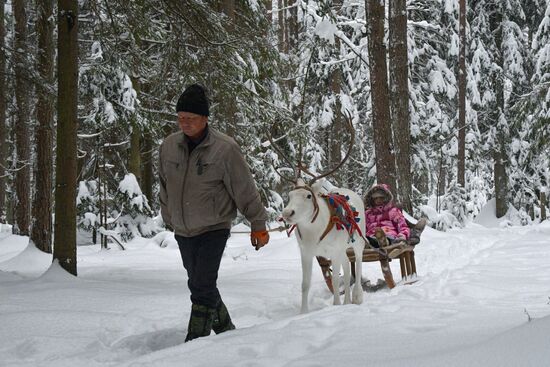 Russia Reindeer Farm