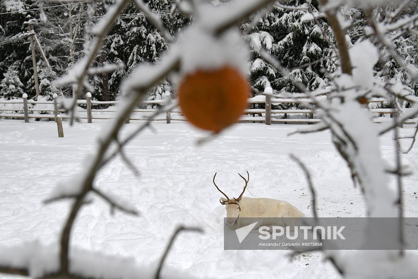 Russia Reindeer Farm