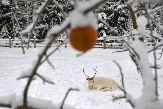Russia Reindeer Farm