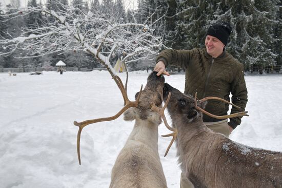 Russia Reindeer Farm