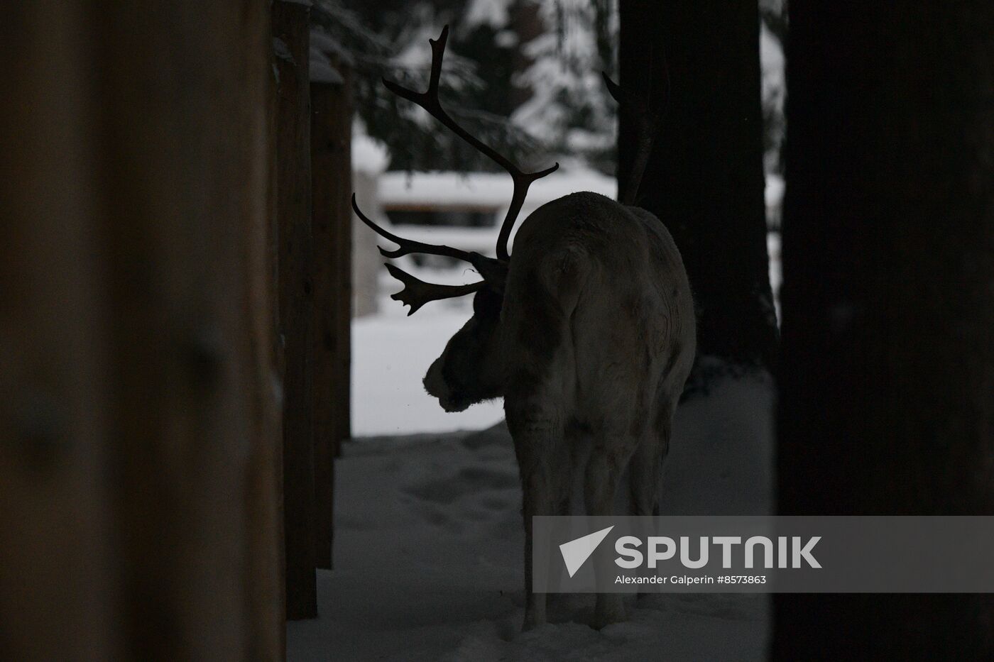 Russia Reindeer Farm