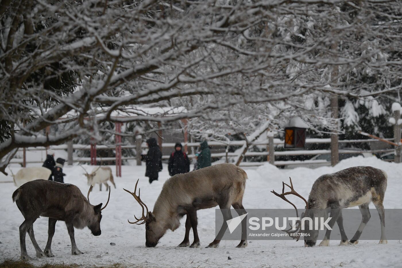 Russia Reindeer Farm