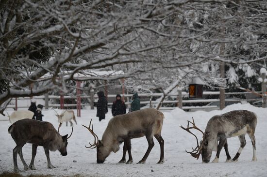 Russia Reindeer Farm
