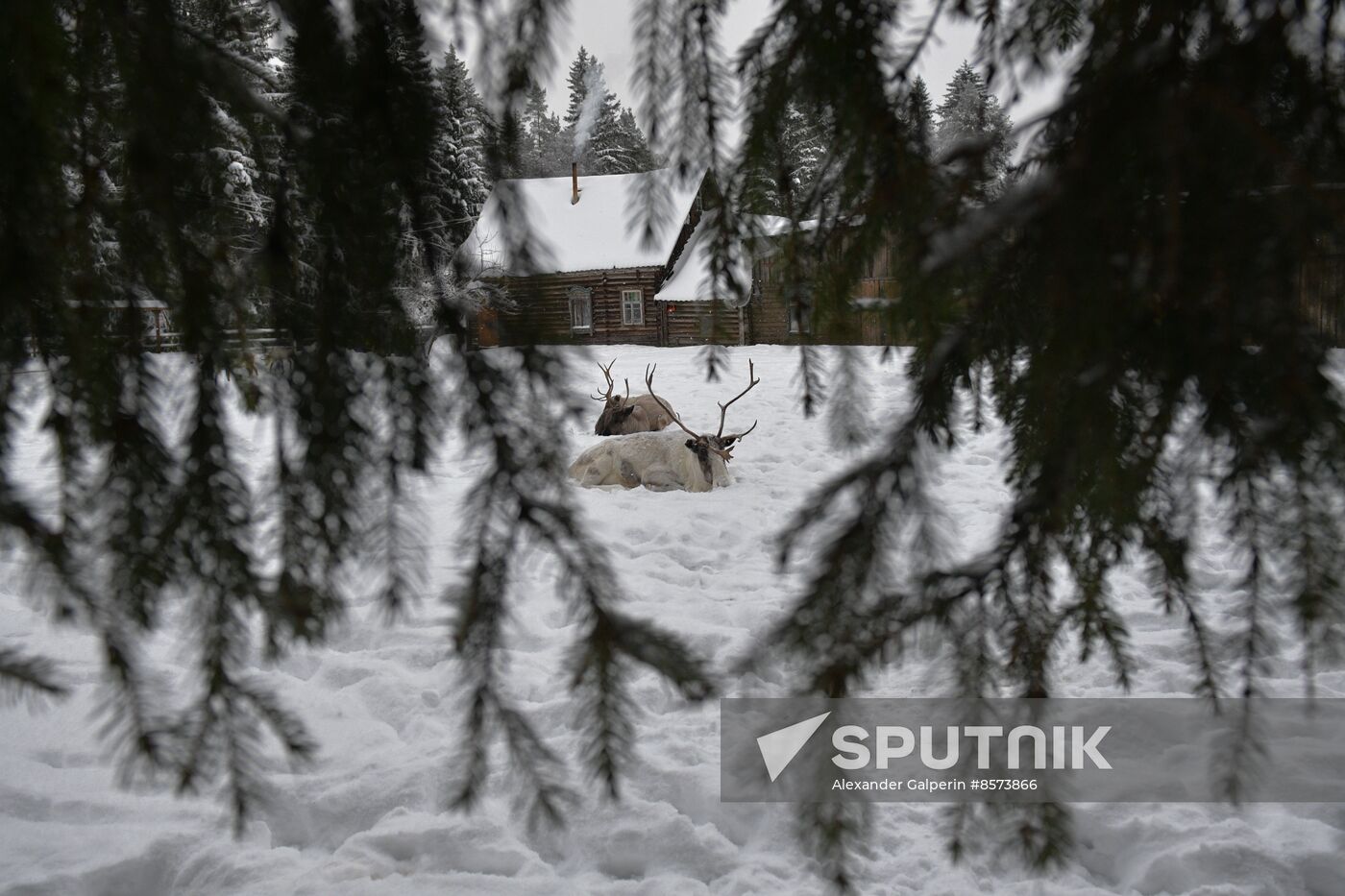 Russia Reindeer Farm