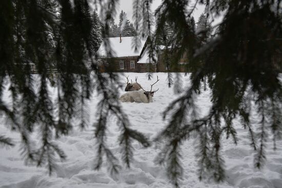 Russia Reindeer Farm