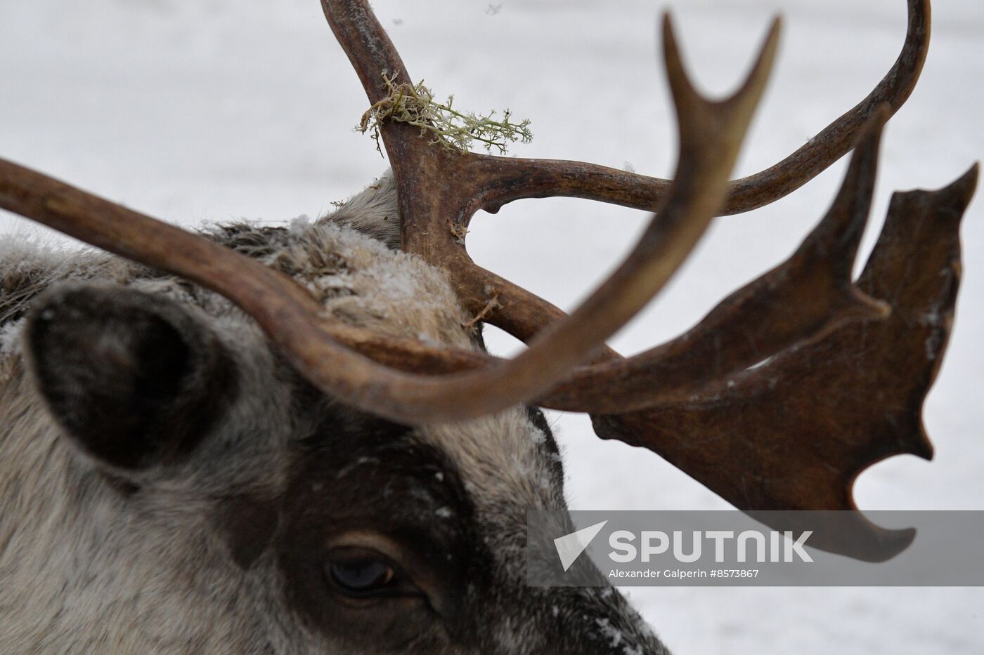 Russia Reindeer Farm