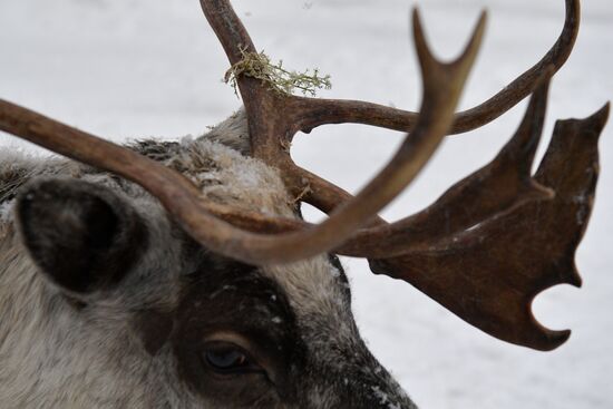 Russia Reindeer Farm