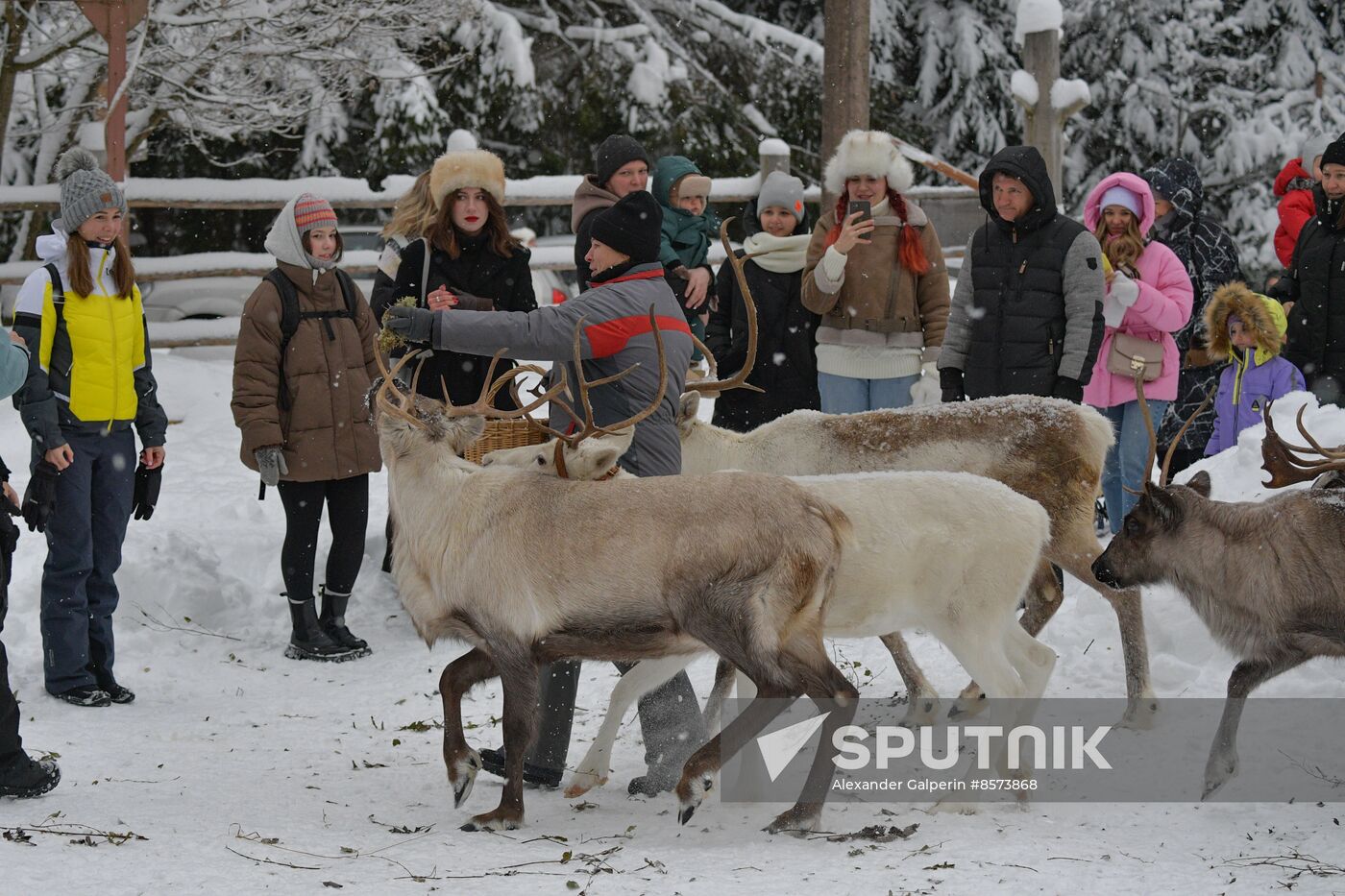 Russia Reindeer Farm