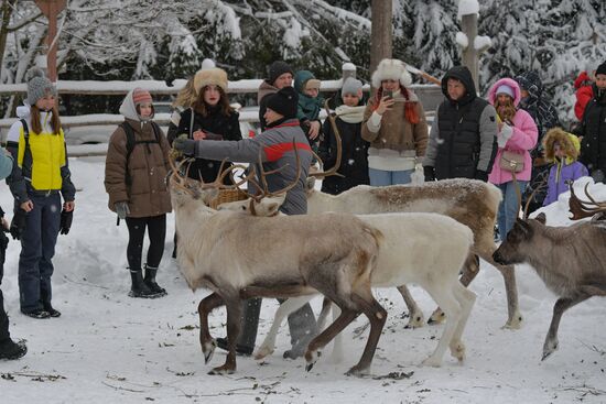 Russia Reindeer Farm