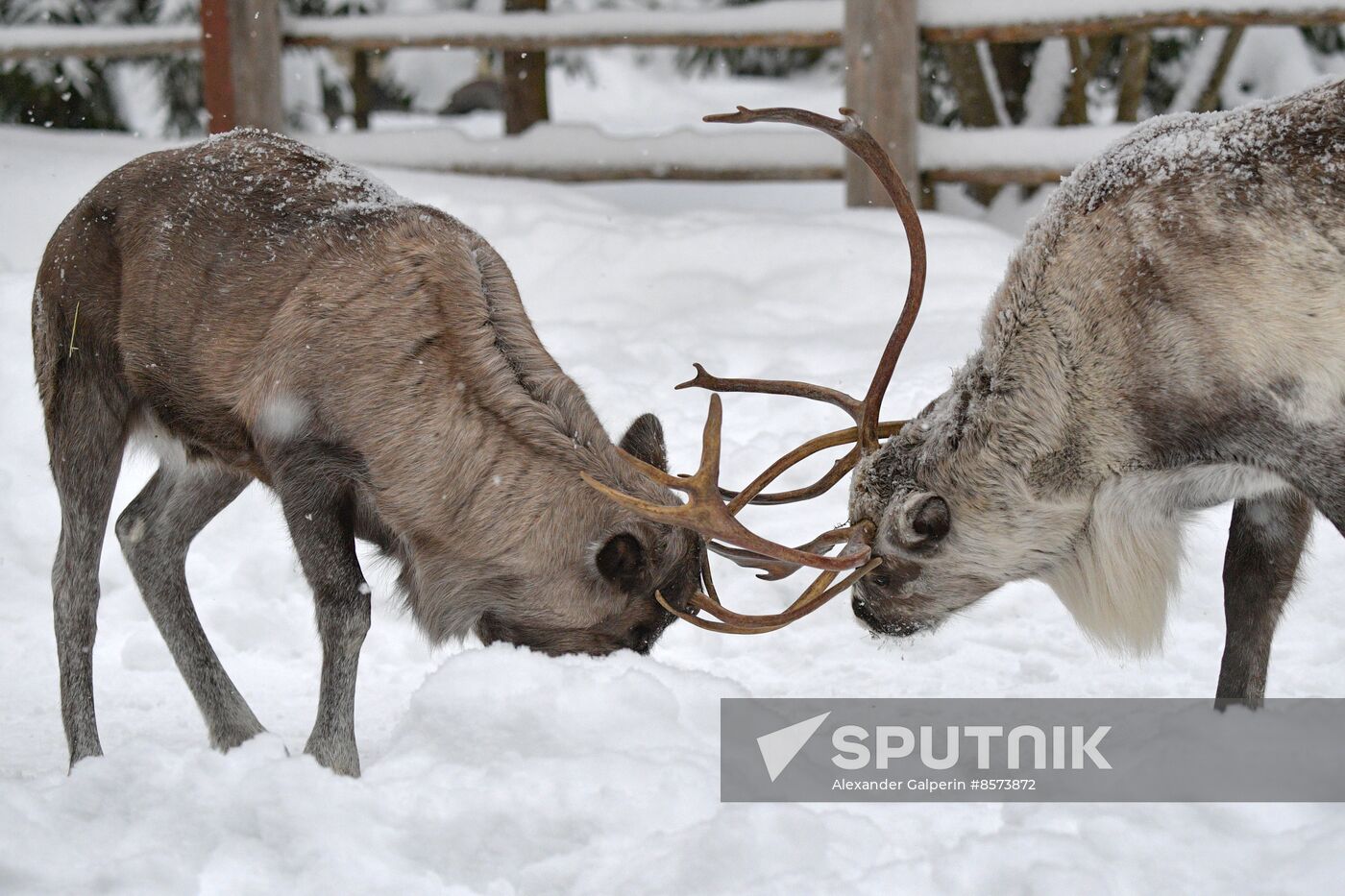 Russia Reindeer Farm