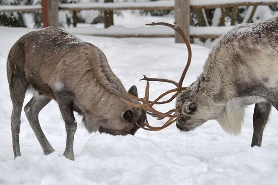 Russia Reindeer Farm