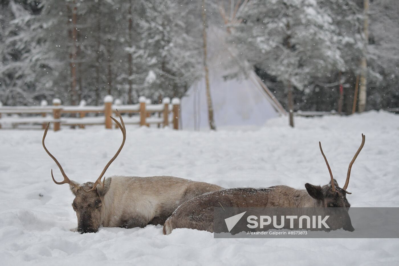 Russia Reindeer Farm