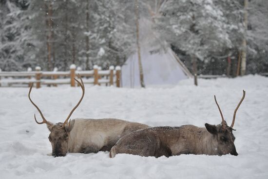 Russia Reindeer Farm