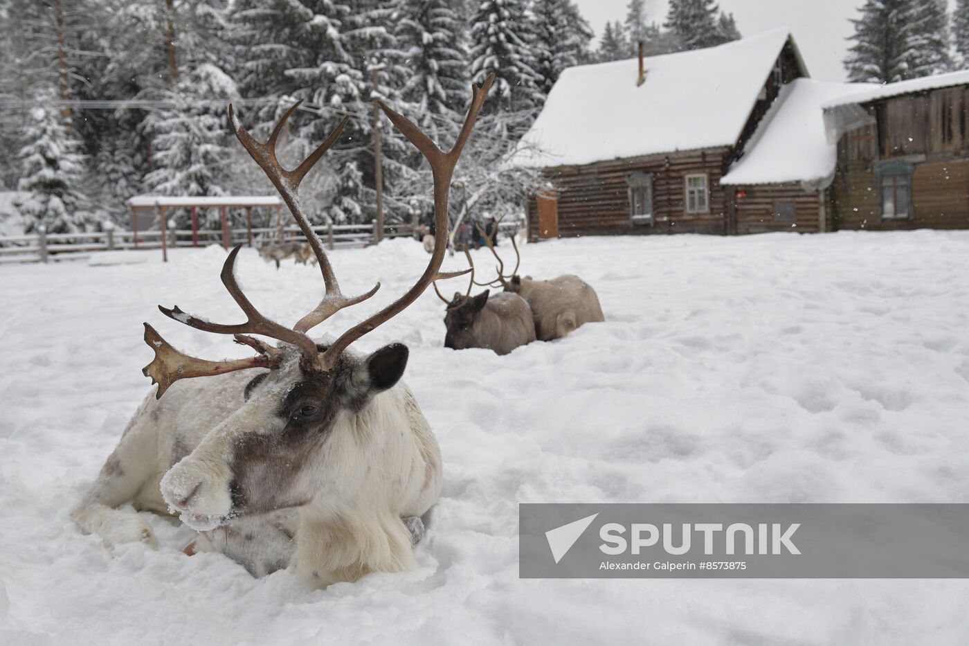 Russia Reindeer Farm