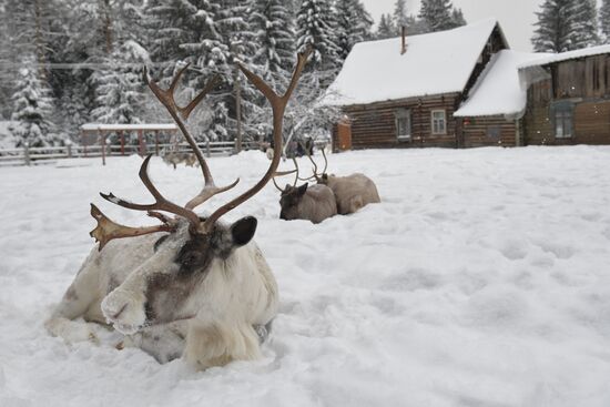 Russia Reindeer Farm