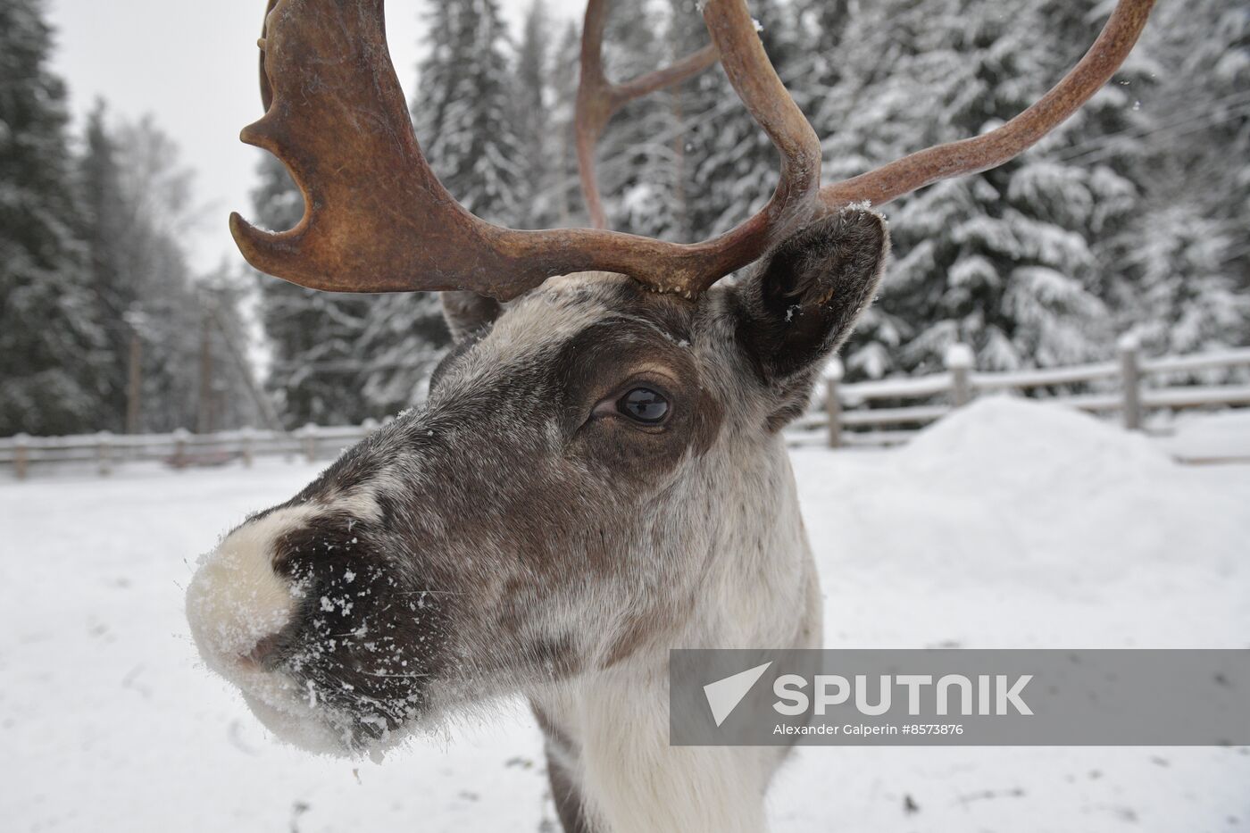 Russia Reindeer Farm