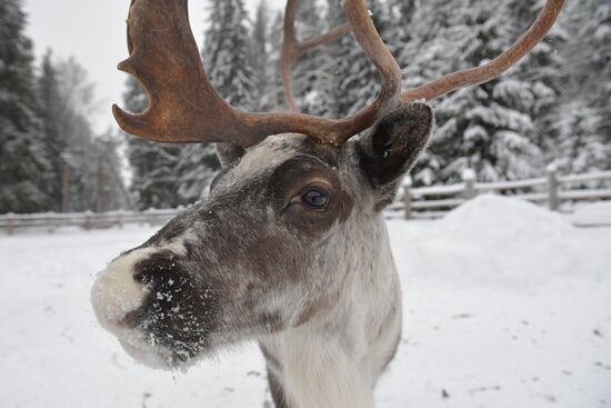 Russia Reindeer Farm