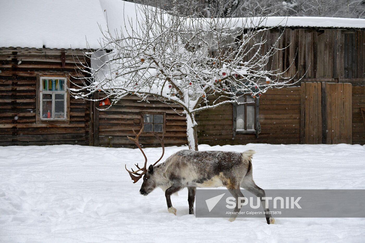 Russia Reindeer Farm