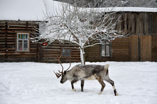 Russia Reindeer Farm