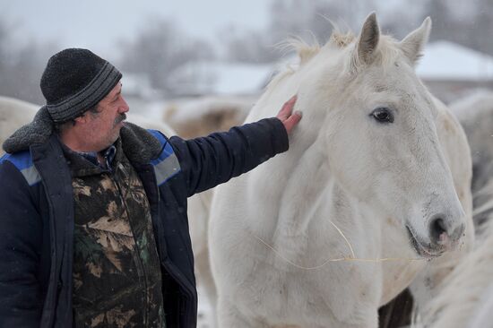 Russia Horse Breeding