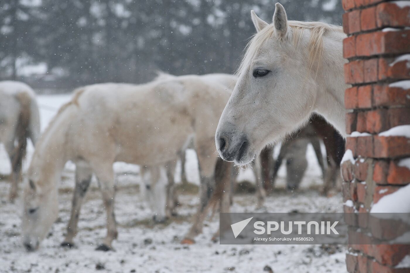 Russia Horse Breeding