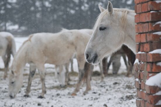 Russia Horse Breeding