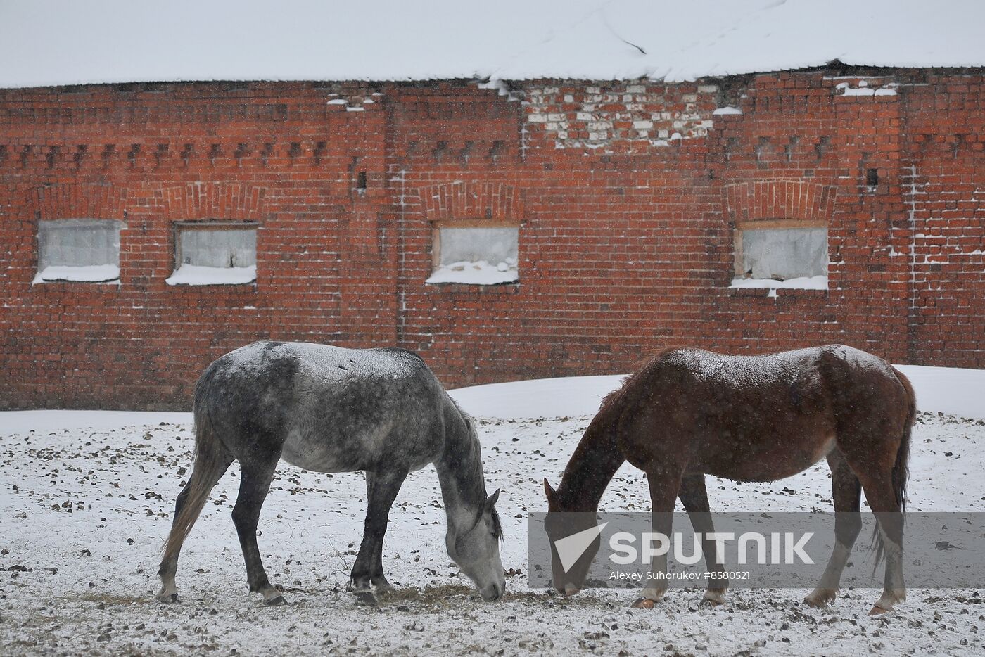 Russia Horse Breeding