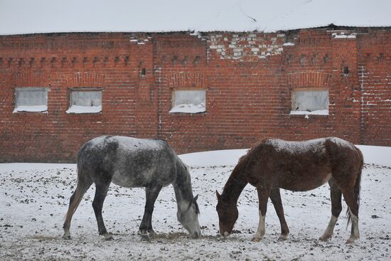 Russia Horse Breeding