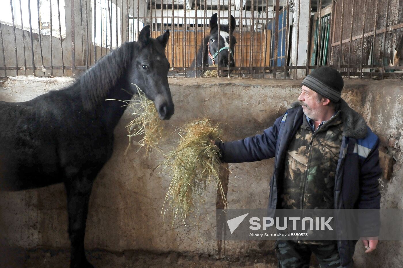 Russia Horse Breeding