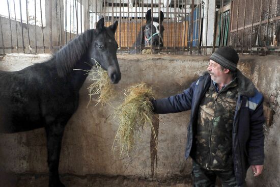 Russia Horse Breeding