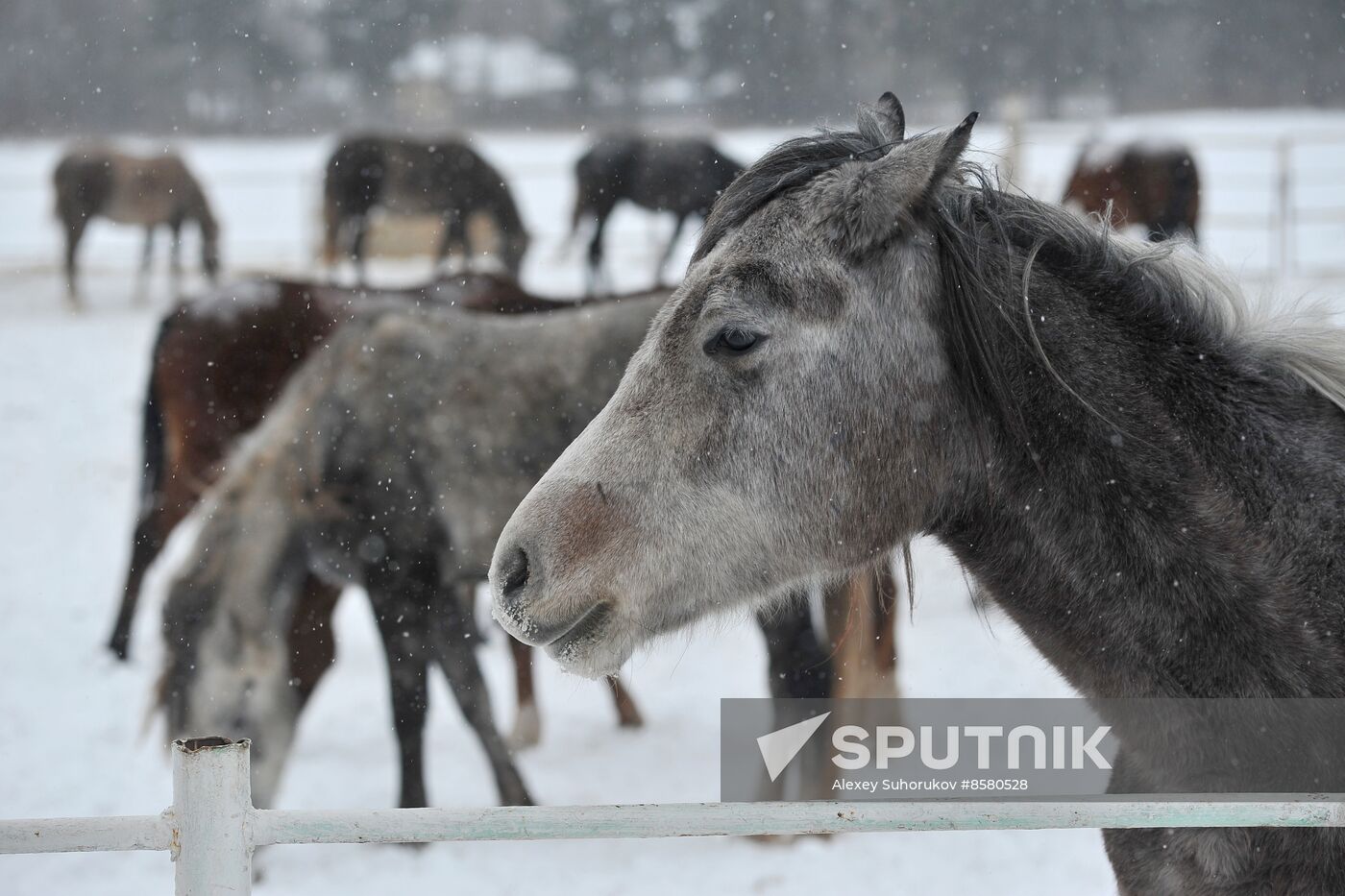 Russia Horse Breeding