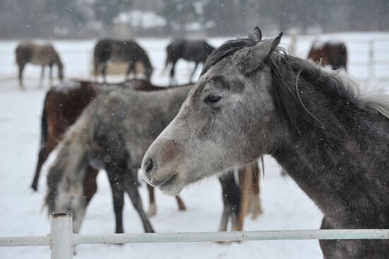 Russia Horse Breeding