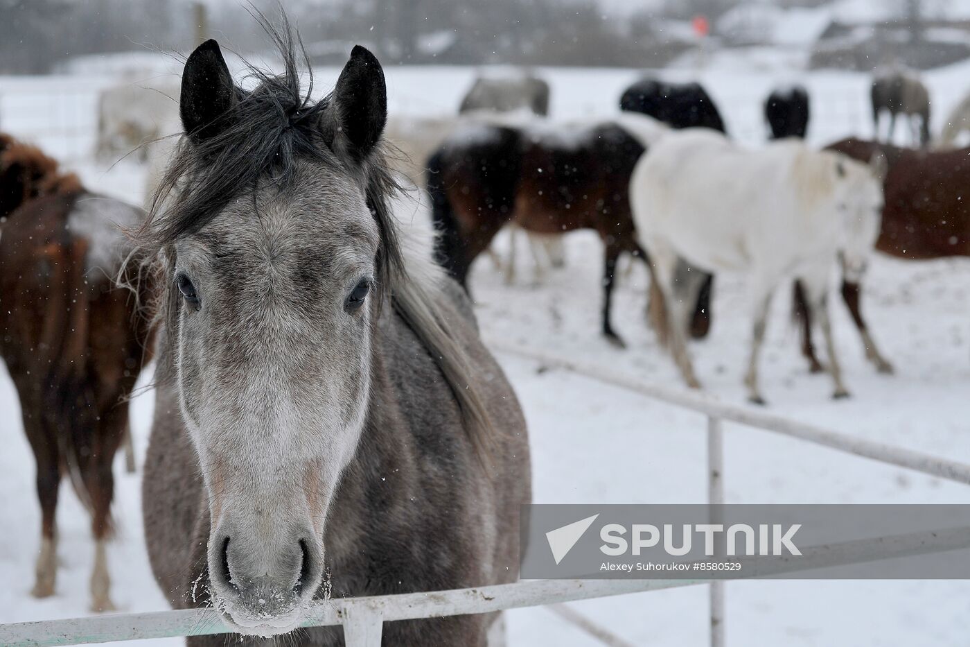 Russia Horse Breeding