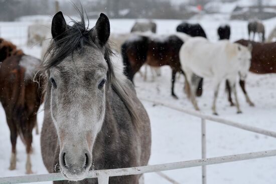 Russia Horse Breeding