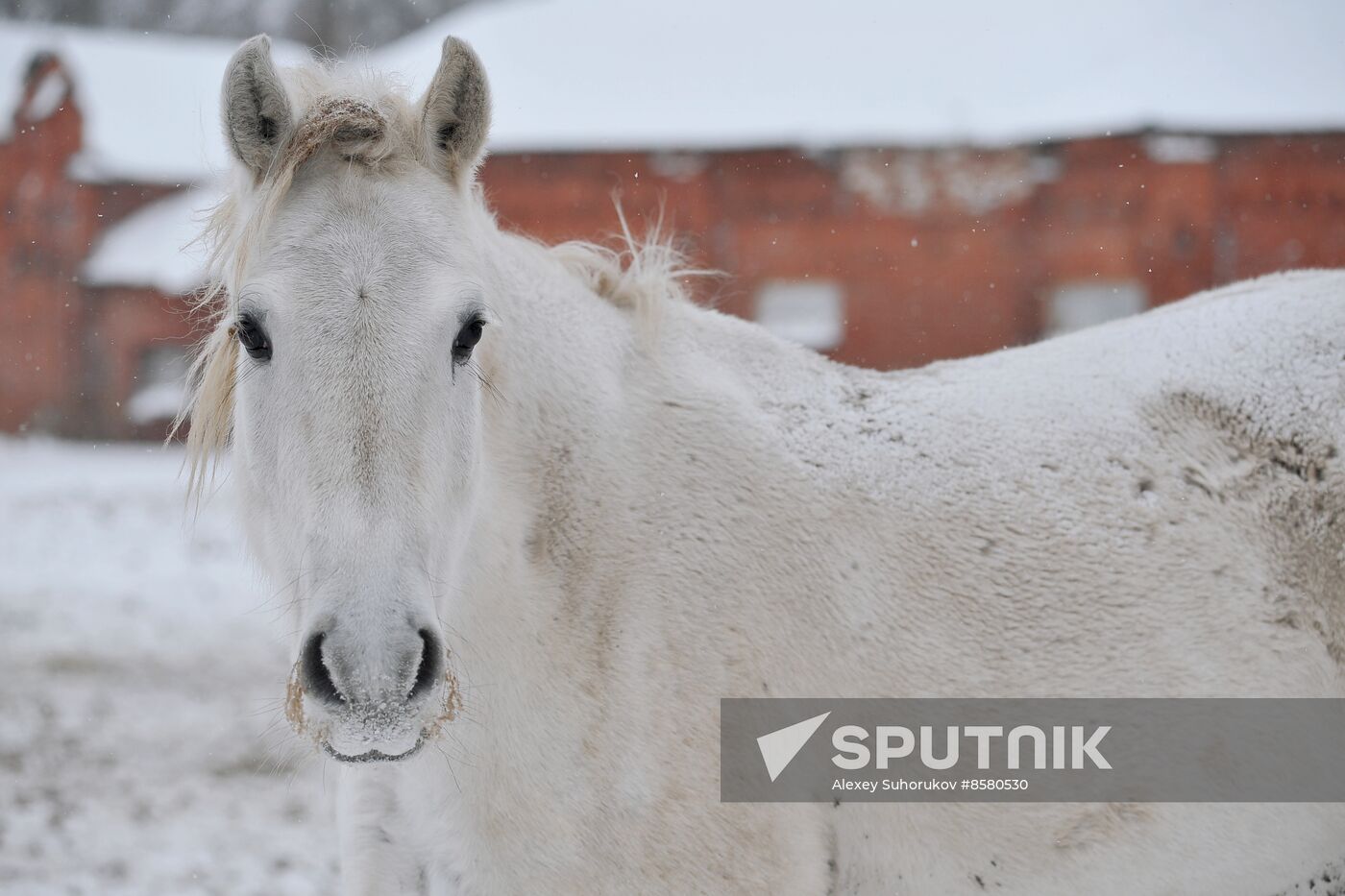 Russia Horse Breeding