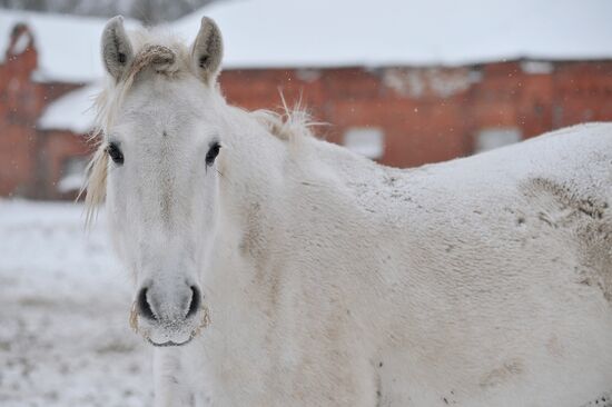 Russia Horse Breeding