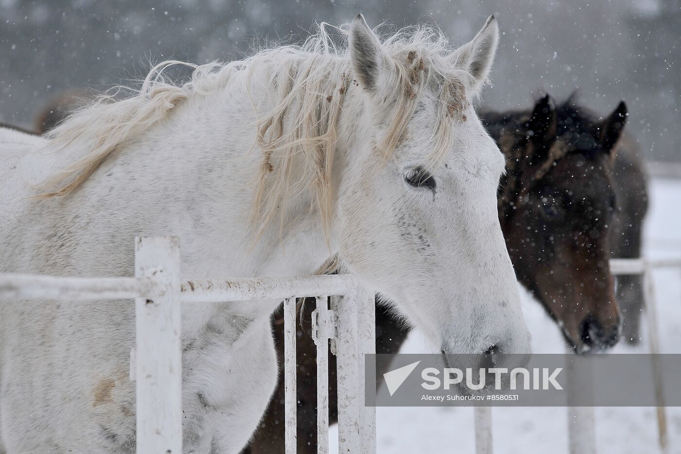 Russia Horse Breeding