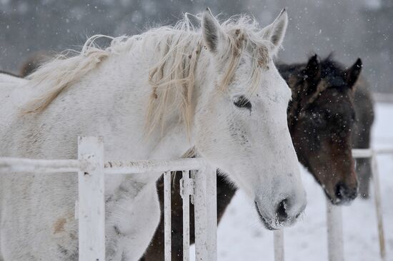 Russia Horse Breeding