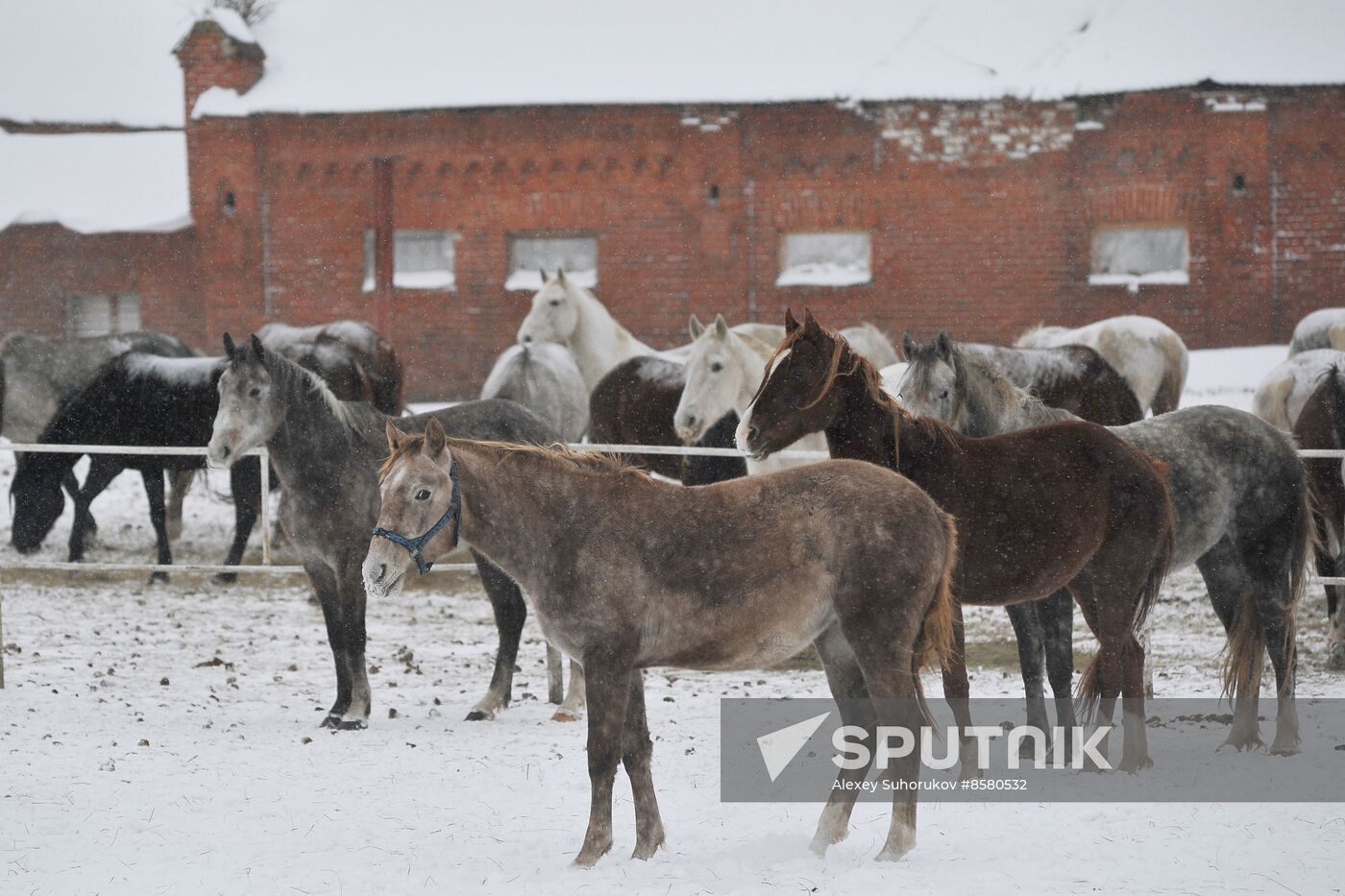 Russia Horse Breeding