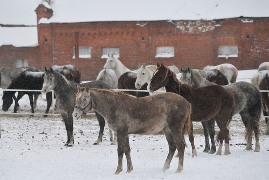 Russia Horse Breeding