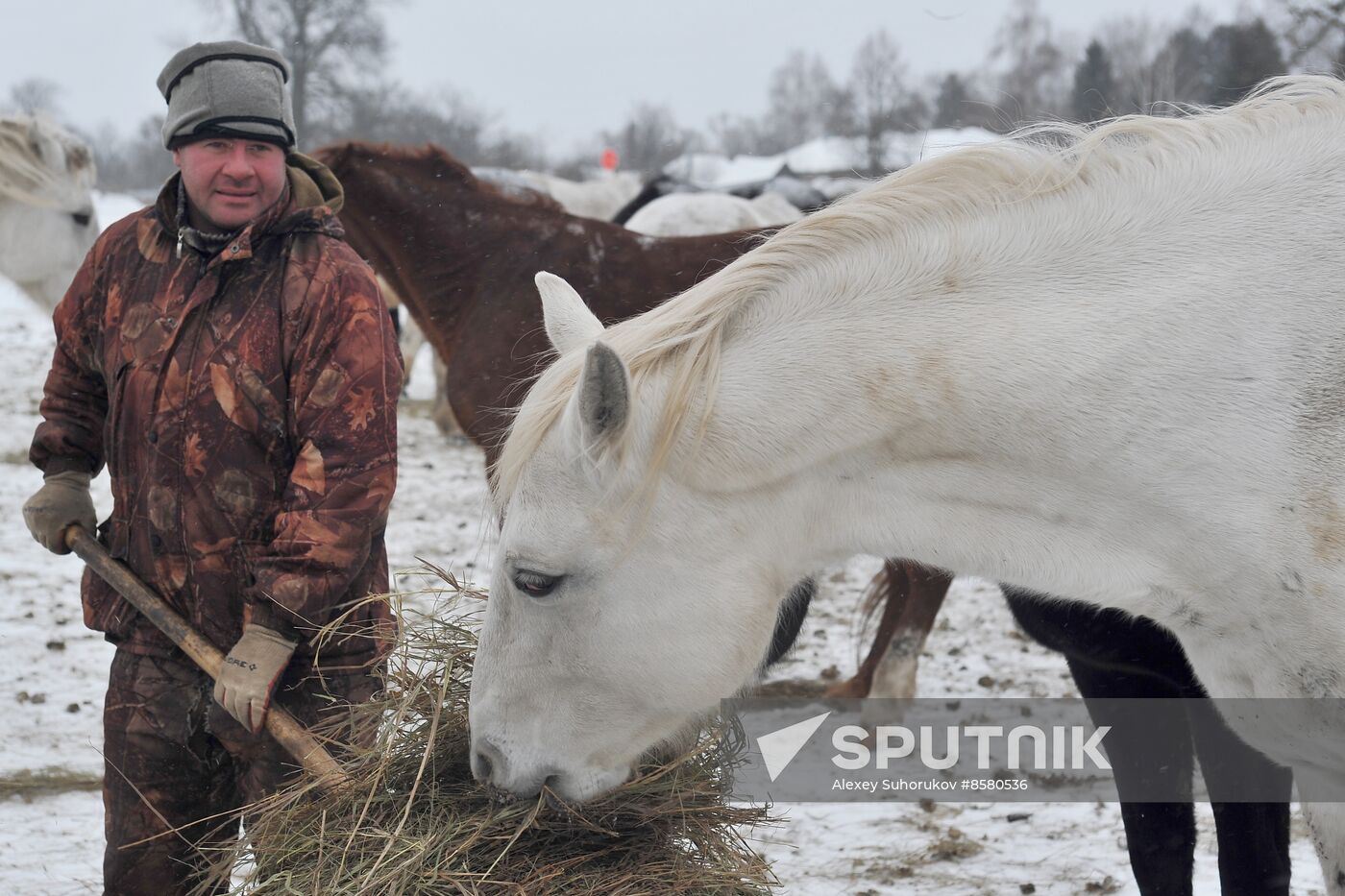 Russia Horse Breeding