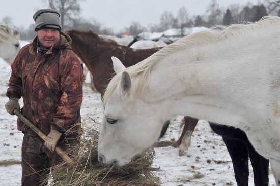 Russia Horse Breeding