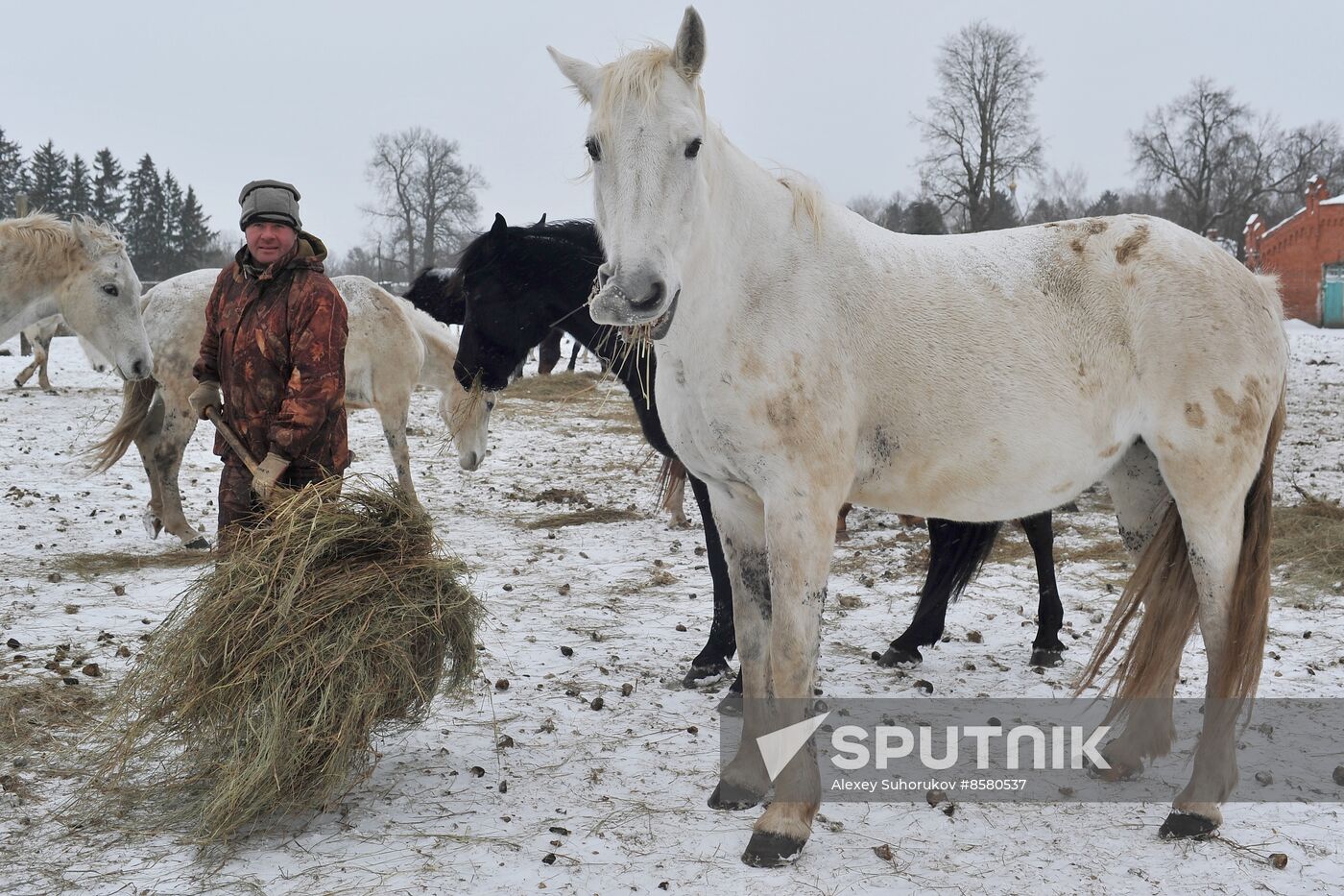 Russia Horse Breeding