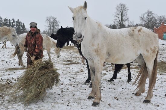 Russia Horse Breeding