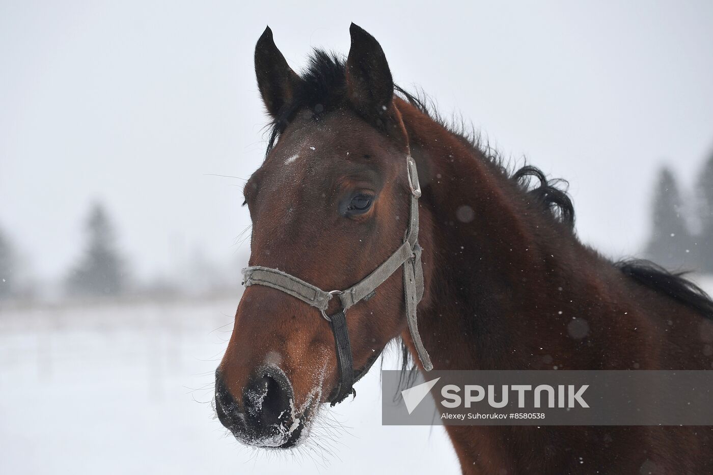 Russia Horse Breeding