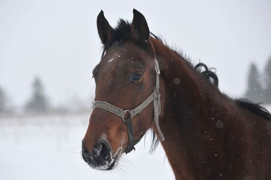 Russia Horse Breeding