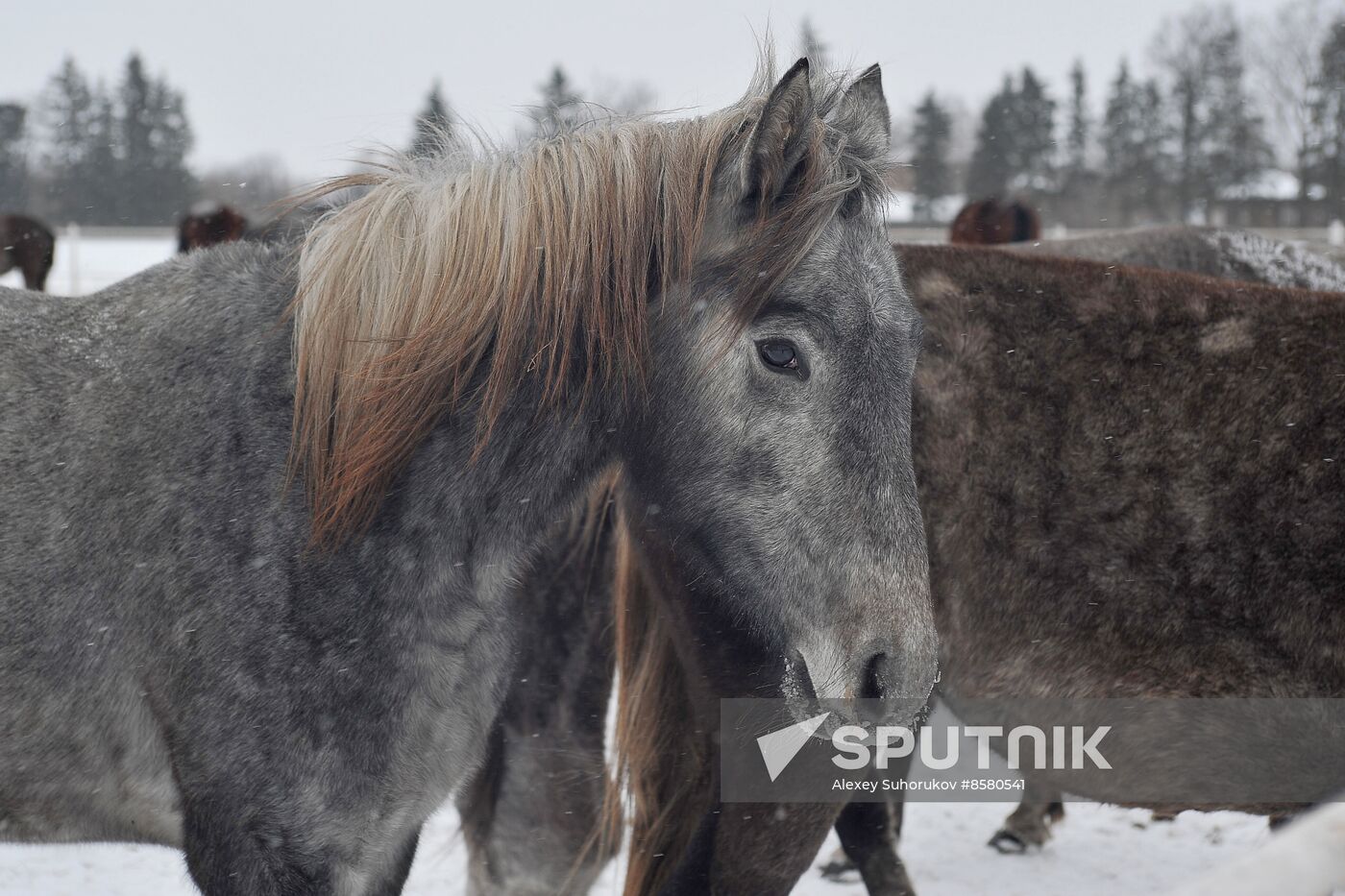 Russia Horse Breeding