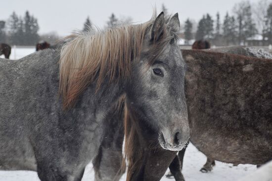 Russia Horse Breeding